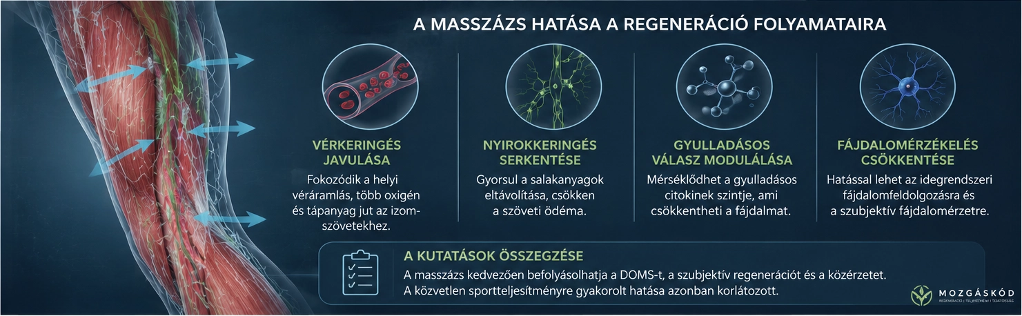 A masszázs és a terhelés utáni regeneráció lehetséges élettani összefüggéseit bemutató szakmai infografika